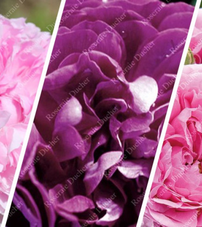 Discovery package of old scented roses 3 varieties
