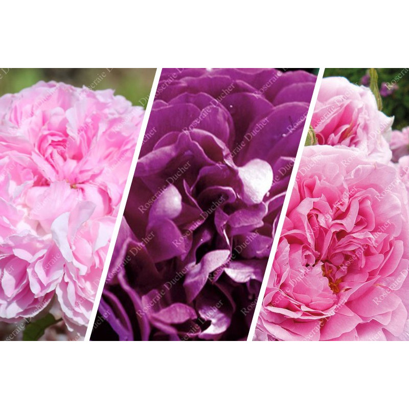 Discovery package of old scented roses 3 varieties