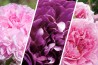 Discovery package of old scented roses 3 varieties