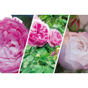 Discovery package of old scented roses 3 varieties