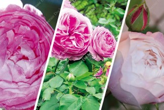 Discovery package of old scented roses 3 varieties