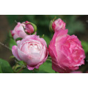 Discovery package of old scented roses 3 varieties