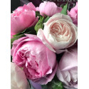 Discovery package of old scented roses 3 varieties