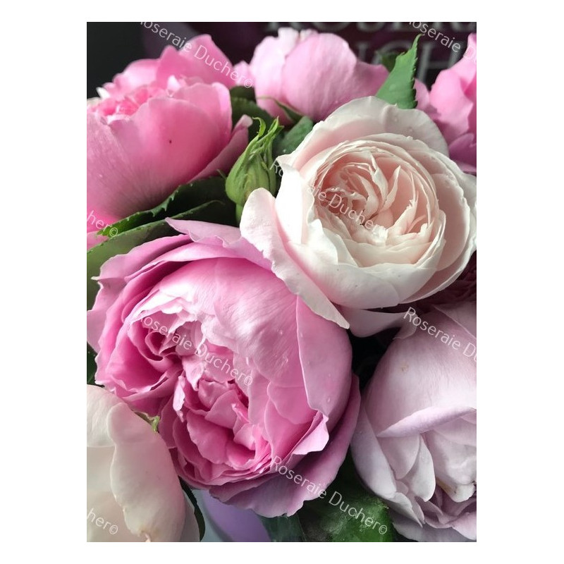 Discovery package of old scented roses 3 varieties