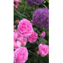 Discovery package of old scented roses 3 varieties