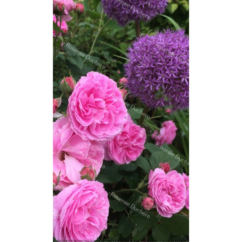 Rosier buisson Louise Odier