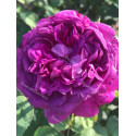Shrub rose Reine des Violettes