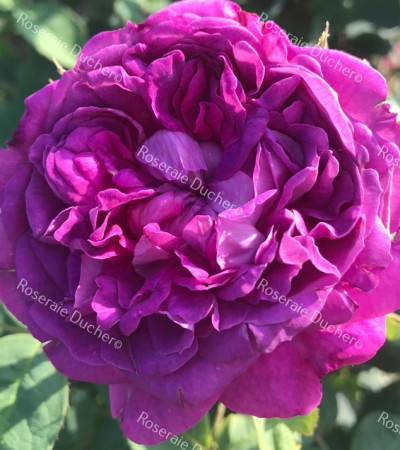 Shrub rose Reine des Violettes