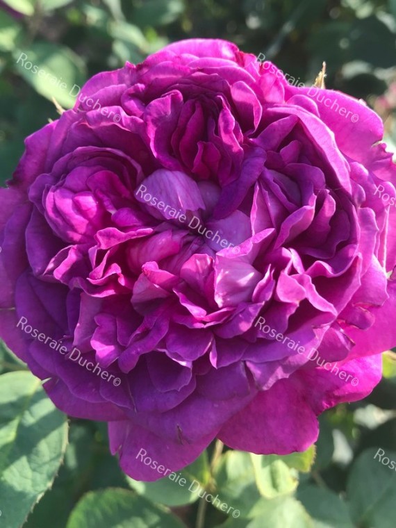 Shrub rose Reine des Violettes