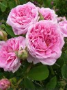 Shrub rose Comte de Chambord