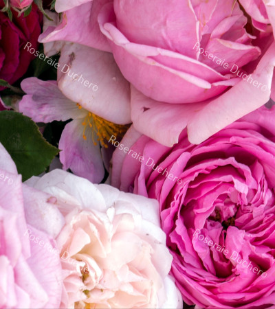 Discovery package of old scented roses 3 varieties