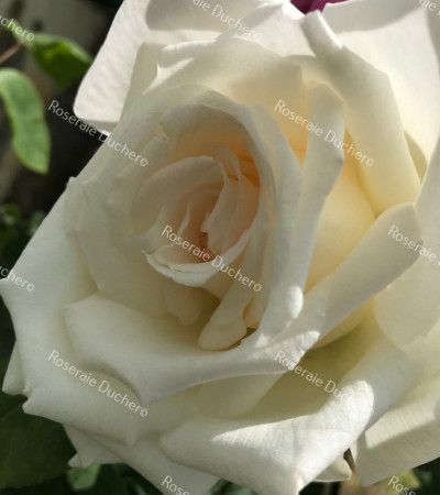 Climbing rose Mrs Herbert Stevens