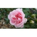 Shrub rose Felicia