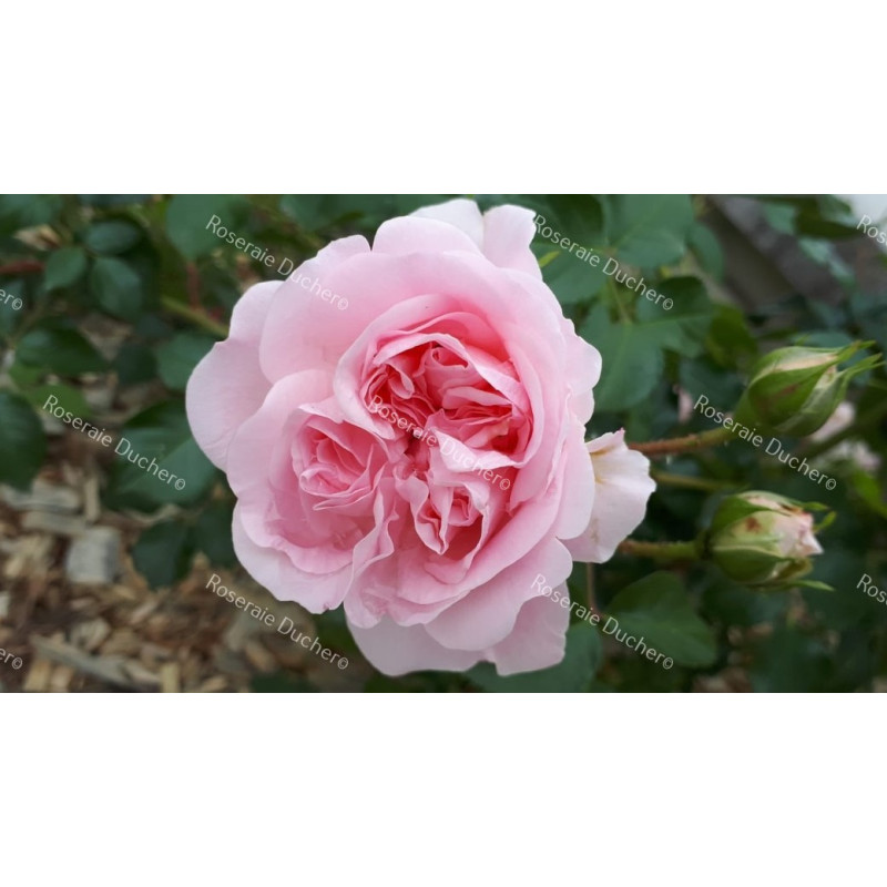 Shrub rose Felicia