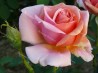 Shrub rose Belle Cuivree
