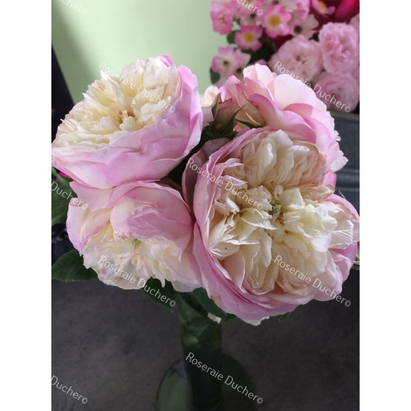 Shrub rose creation Josiane Pierre-Bissey ®