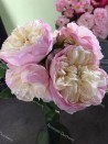 Shrub rose creation Josiane Pierre-Bissey ®