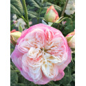 Shrub rose creation Josiane Pierre-Bissey ®