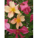 Rosier buisson Rosa Mutabilis
