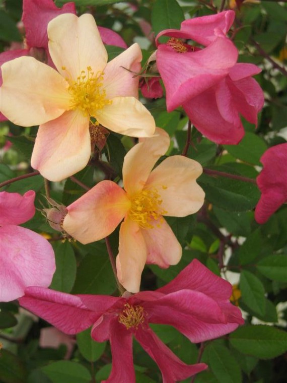 Rosier buisson Rosa Mutabilis