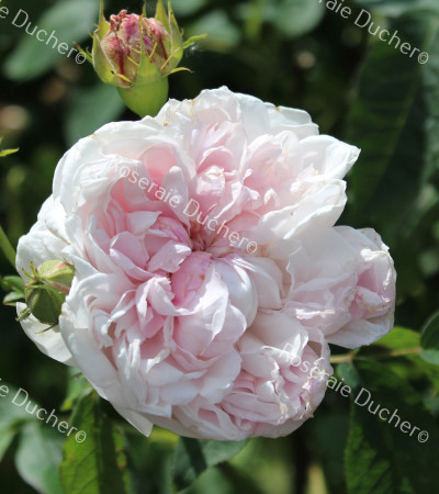 Shrub rose Cuisse de Nymphe Emue