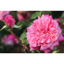 Shrub rose Général Schablikine