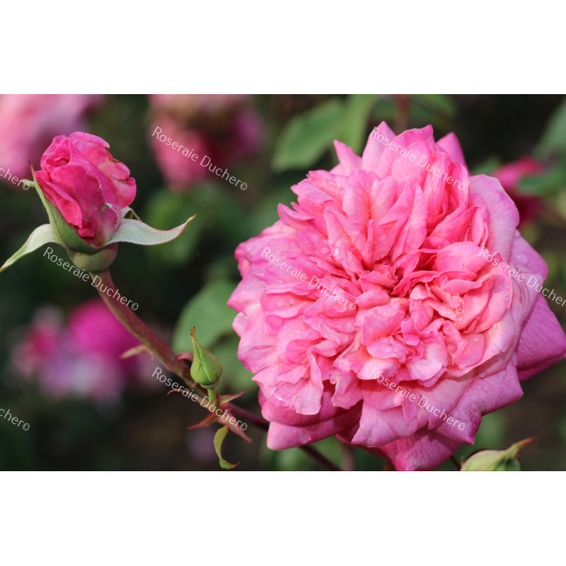 Shrub rose Général Schablikine