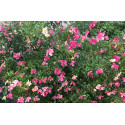 Shrub rose Rosa Mutabilis