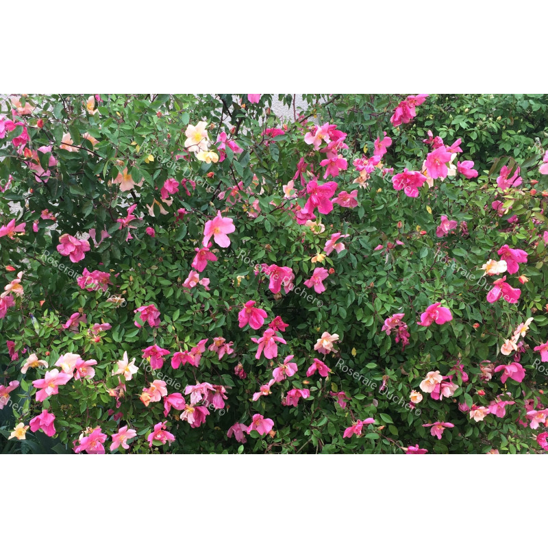 Shrub rose Rosa Mutabilis