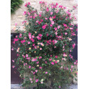 Rosier buisson Rosa Mutabilis