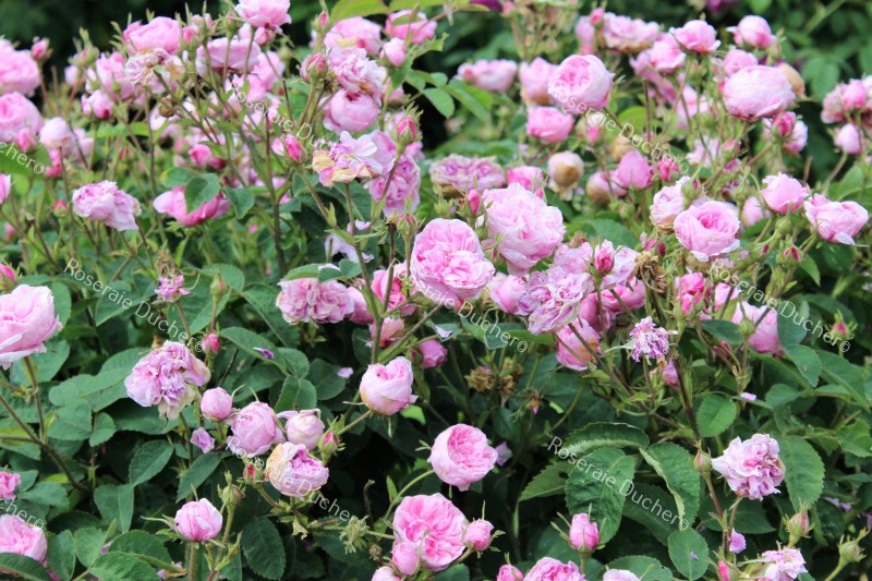 Milímetro emprender cometer Roses DUCHER - Shrub rose Rosa Centifolia (May Rose)