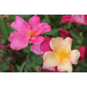 Rosier buisson Rosa Mutabilis