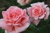 Shrub rose creation Belle de la Carniere ®