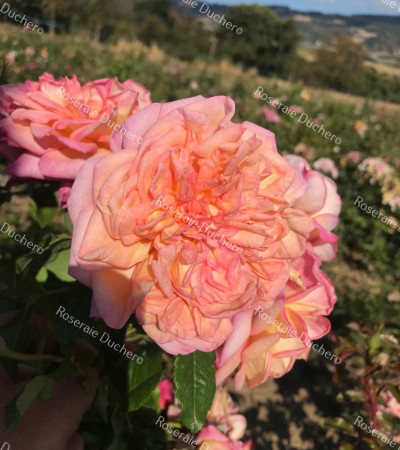 Rosier buisson Souvenir de gilbert nabonnand