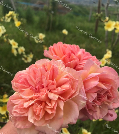 Rosier buisson Souvenir de gilbert nabonnand