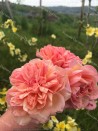 Shrub rose Clementina Carbonari
