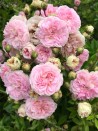 Climbing rose creation Pink Ghislaine de Feligonde ®