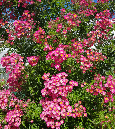 Climbing rose Maria Lisa