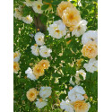 Climbing rose Ghislaine de Feligonde