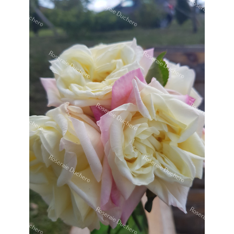 Rosier buisson Marie Van Houtte