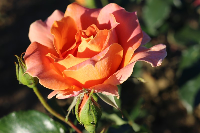Roses DUCHER - Shrub rose Gruss an coburg