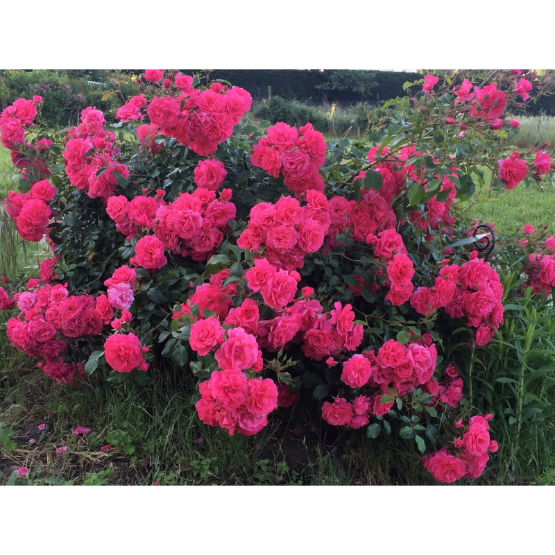 Shrub rose petillante de st galmier 