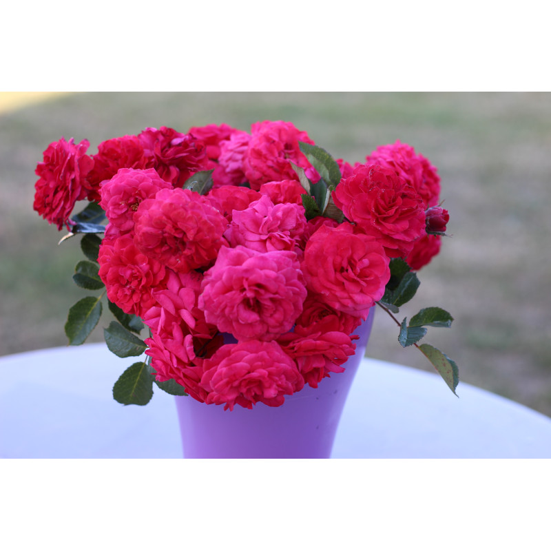 Shrub rose petillante de st galmier 