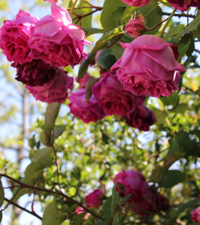 Climbing rose Kathleen Harrop