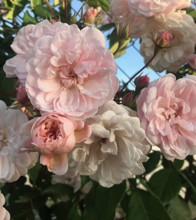 Climbing rose Kathleen Harrop