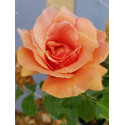 Shrub rose Duqusa de Peneranda