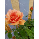 Shrub rose Duqusa de Peneranda