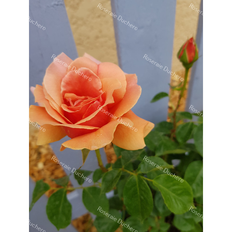 Shrub rose Duqusa de Peneranda