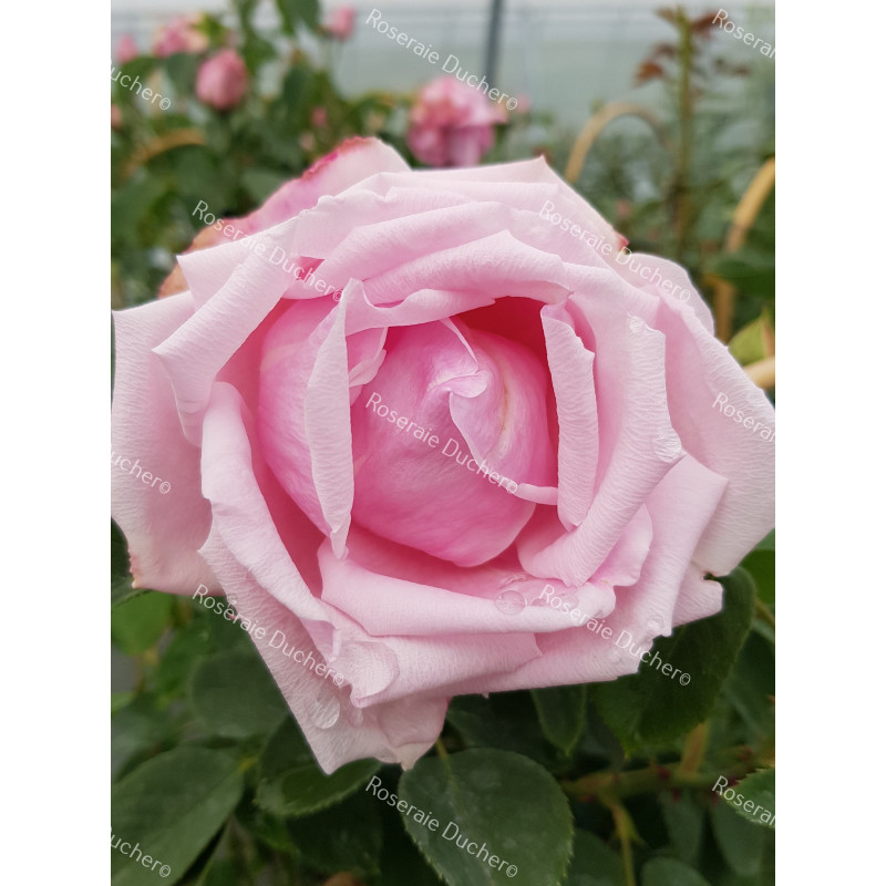 Rosier grimpant Madame Caroline Testout