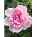 Shrub rose Soupert et Notting